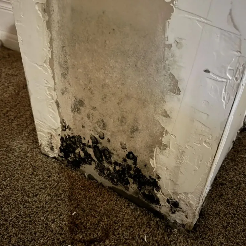 Professional Mold Removal in Nelson County, ND